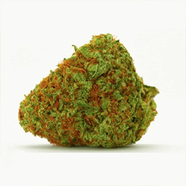 Насіння коноплі Orange Bud Feminised Gold