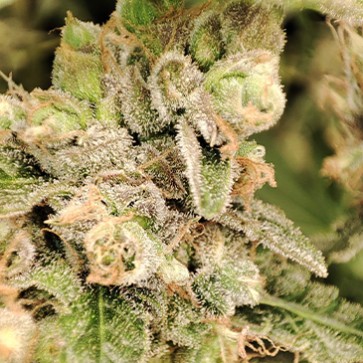 Насіння коноплі Orange Sherbet Fast Flowering