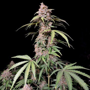 Hemp Seeds Auto Amnesia Z Feminised