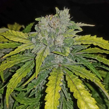 Hemp Seeds Auto CBD 1:1 (Auto CBD Crack) Feminised