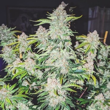 Hemp Seeds Auto Cherry Cola Feminised