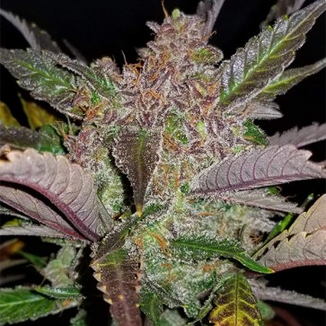 Семена конопли Auto Cream Cookies Feminised