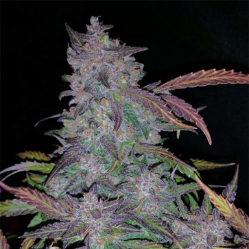 Auto Fastberry Feminised Hemp Seeds