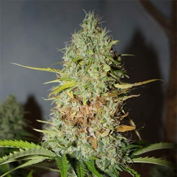 Auto Grapefruit Feminised Hemp Seeds