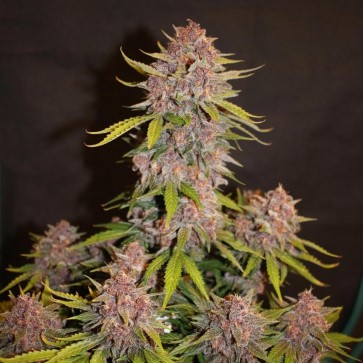 Семена конопли Auto Lemon Cherry Cookies Feminised