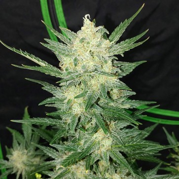 Hemp Seeds Auto Original Afghan Kush Feminised