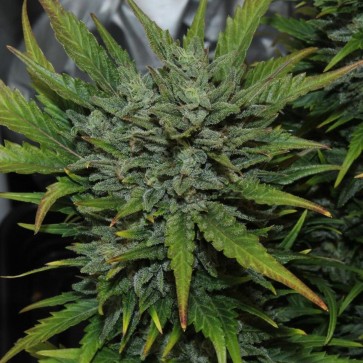 Hemp Seeds Auto Original AK Feminised
