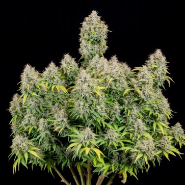 Hemp Seeds Auto Original Cinderella Feminised