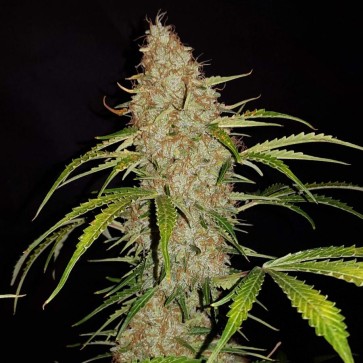 Hemp Seeds Auto Original Jack Herer Feminised