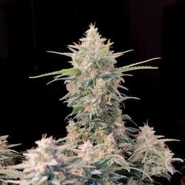 Hemp Seeds Auto Original Skunk Feminised