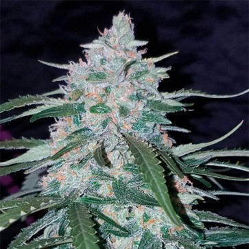 Насіння конопель Auto Pineapple Express Feminised