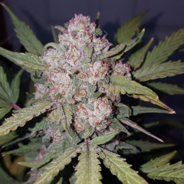 Hemp Seeds Auto Stardawg Feminised