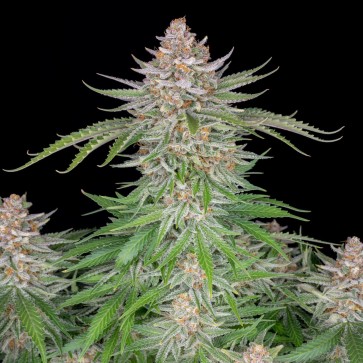 Hemp Seeds Auto Strawberry Pie Feminised