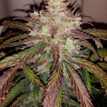 Hemp Seeds Auto Tangie Feminised