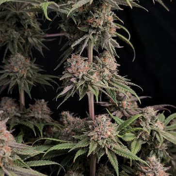 Hemp Seeds Rainbow Melon Feminised