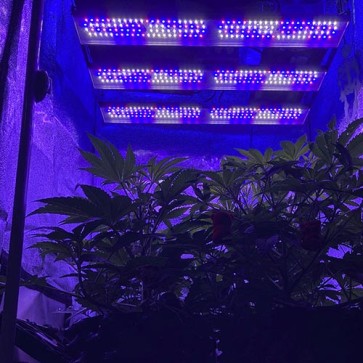 Семена конопли Growled-Pro 300 Full Spectrum с wi-fi управлением