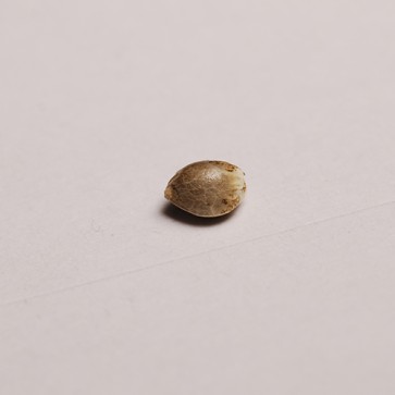 Семена конопли Auto Brooklyn Sunrise Feminised Silver