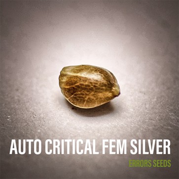 Насіння конопель Auto Critical Feminised Silver