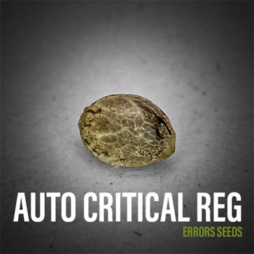 Семена конопли Auto Critical Silver regular