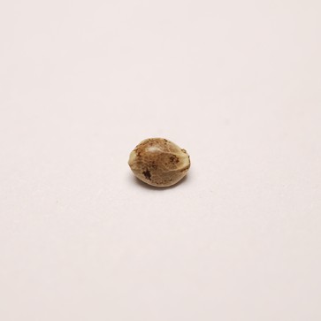 Auto Haze Feminised Silver - Photo №2