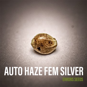 Auto Haze Feminised Silver - Photo №3