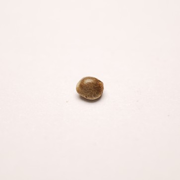 Семена конопли Auto Kabool Feminised Silver