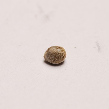 Насіння конопель Lime Skunk Feminised Silver