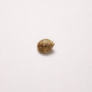 Auto Lowryder2 Feminised Silver - Photo №2