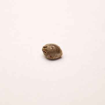 Auto Magnesia Haze Feminised Silver - Photo №5