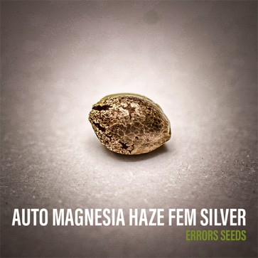 Auto Magnesia Haze Feminised Silver - Photo №6