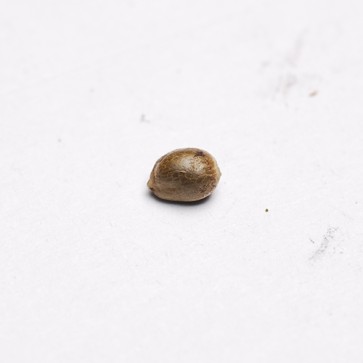 Семена конопли Auto OG Kush Feminised Silver