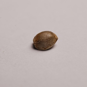 Семена конопли Auto Tangarine Dream Feminised Silver