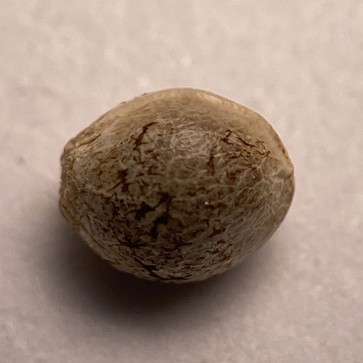 Семена конопли White Lavender Feminised Silver