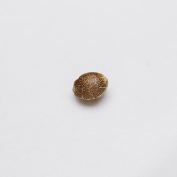 Насіння конопель American Pie Feminised