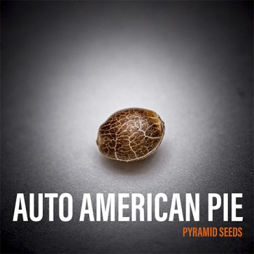 Насіння конопель American Pie Feminised