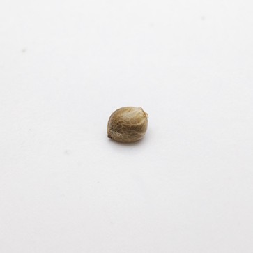 Auto Amnesia Gold Feminised Hemp Seeds