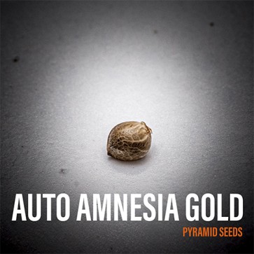 Auto Amnesia Gold Feminised Hemp Seeds