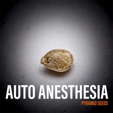 Семена конопли Auto Anesthesia Feminised