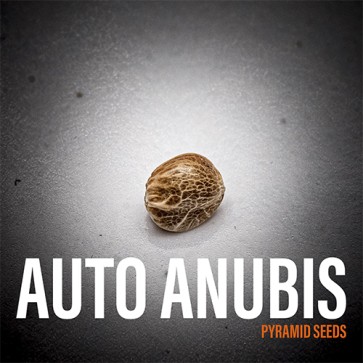 Семена конопли Auto Anubis Feminised