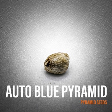 Насіння конопель Auto Blue Pyramid Feminised