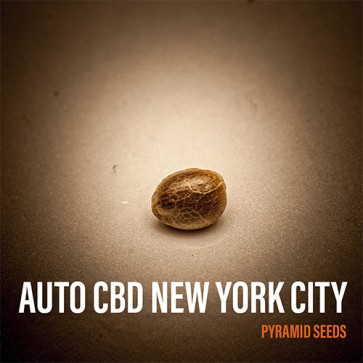 Семена конопли Auto CBD New York City Feminised