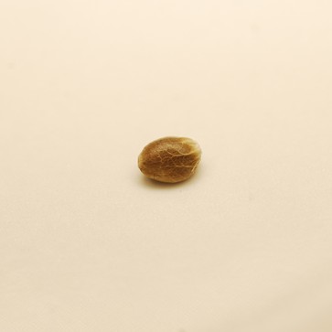 Семена конопли Auto CBD Northern Lights Feminised