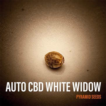 Auto CBD White Widow Feminised Hemp Seeds