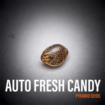 Семена конопли Auto Fresh Candy Feminised