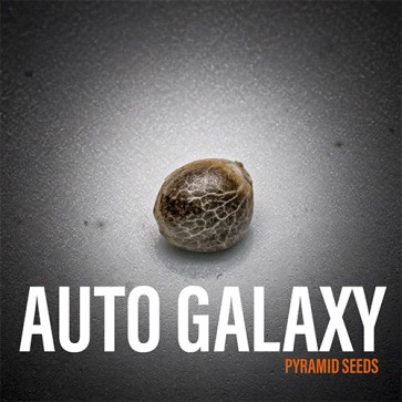 Auto Galaxy Feminised Hemp Seeds