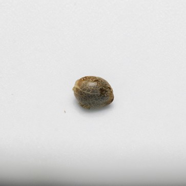 Семена конопли Auto Kryptonite Feminised