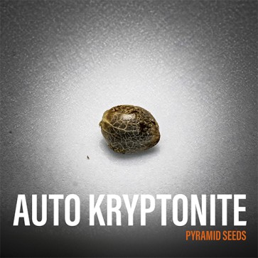 Семена конопли Auto Kryptonite Feminised