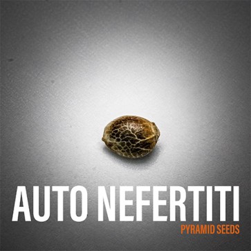 Семена конопли Auto Nefertiti Feminised