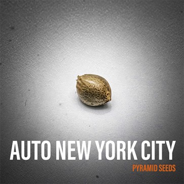 Семена конопли Auto New York City Feminised