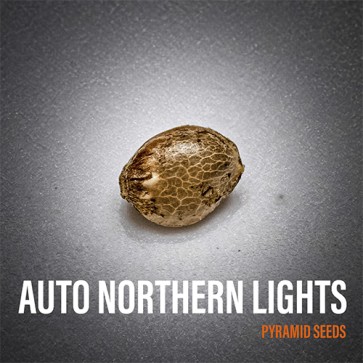 Auto Northern Lights Feminised Cannabis Seeds